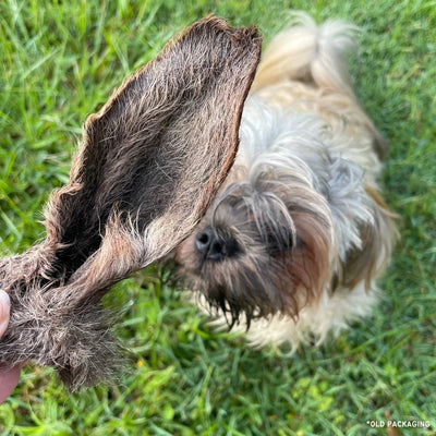 The Real Talk on Worming: Natural Prevention, Chemical Options, and What Your Dog Actually Needs