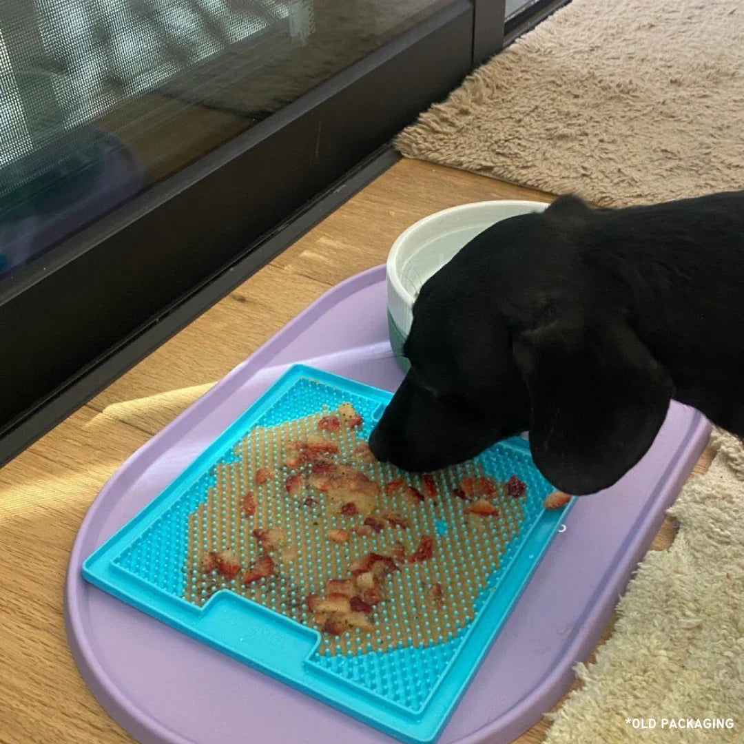 Feeding Bowls 101: Choosing the Right Bowl for Your Pet