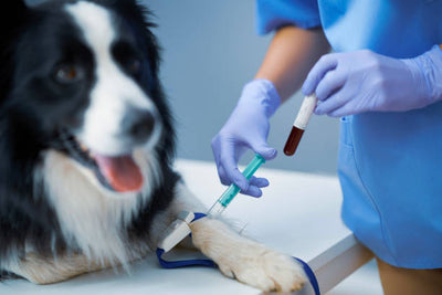 Yearly Vaccines vs Titre Testing: What’s Best for Your Pet?