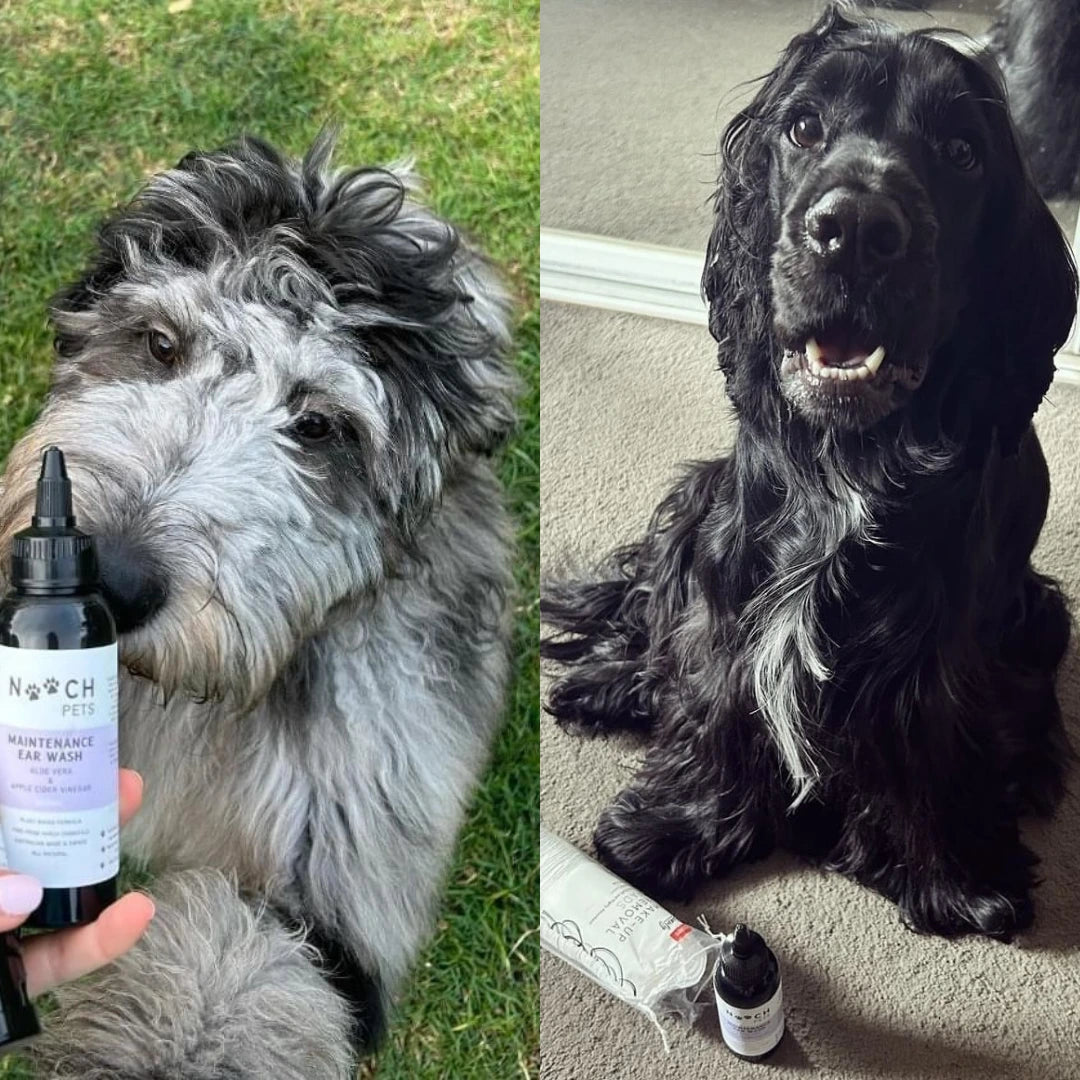 MAINTENANCE EAR WASH