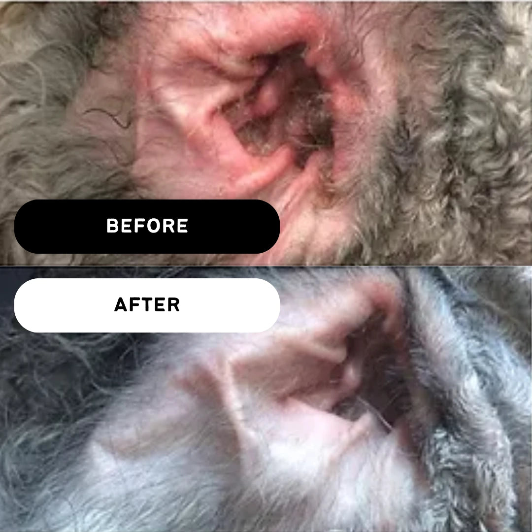 MAINTENANCE EAR WASH