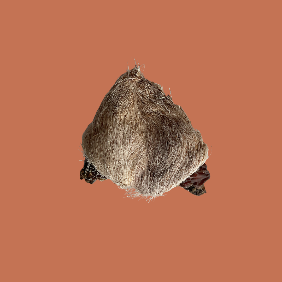 FURRY GOAT TESTICLES | DEHYDRATED GOAT TESTICLES