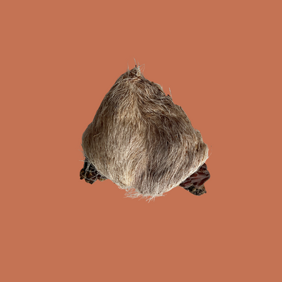 FURRY GOAT TESTICLES | DEHYDRATED GOAT TESTICLES