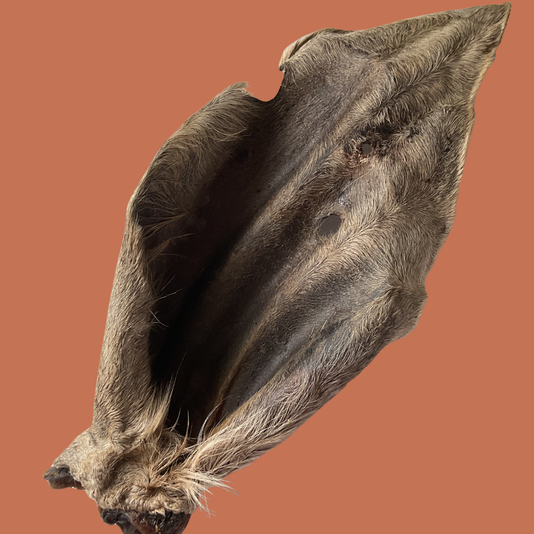 AUSTRALIAN XXL WAGYU EARS | DEHYDRATED DOG CHEWS