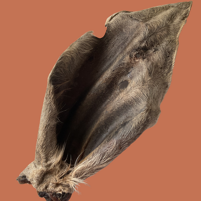 AUSTRALIAN XXL WAGYU EARS | DEHYDRATED DOG CHEWS