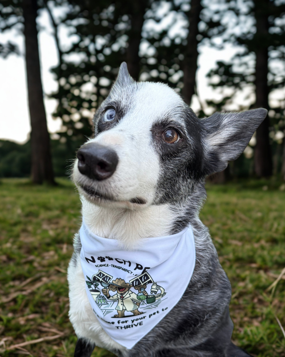 Nooch Pets Bandana - It’s time for your pet to thrive