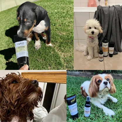 CONDITIONING COAT CUSTARD